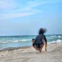 IBIS Hua Hin 🐕 Pet-friendly hotel