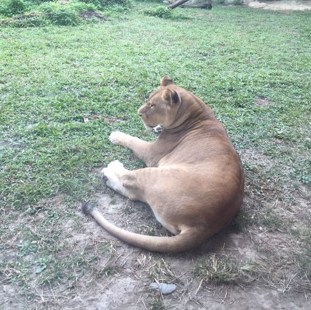 台灣開關親子遊😍台北半日市立動物園