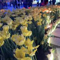 返嚟啦，返嚟啦，2023香港🌸🌹🌻花卉展覽