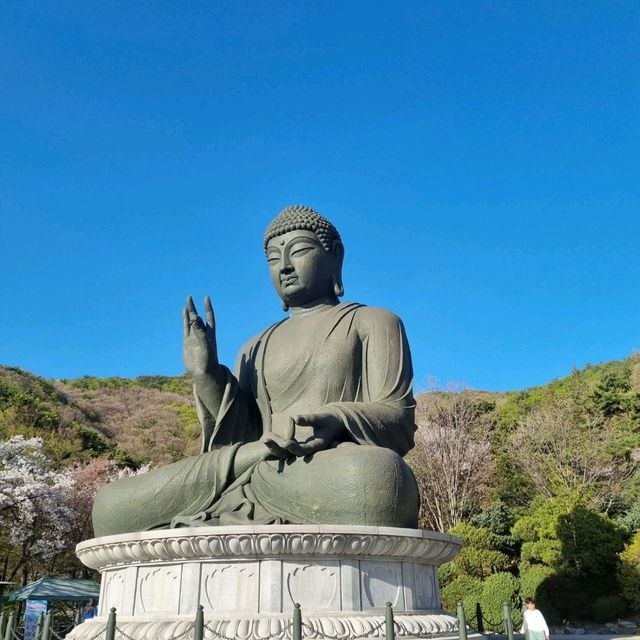 늦었다고 생각 할 때 가야하는 겹벚꽃 성지🌸🌸  [천안 각원사]