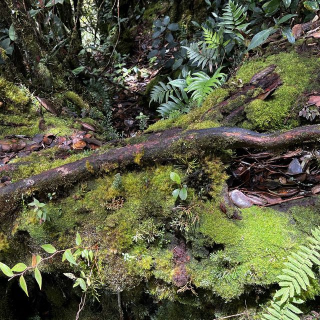Breathe in fresh air at Mossy Forest Cameron 