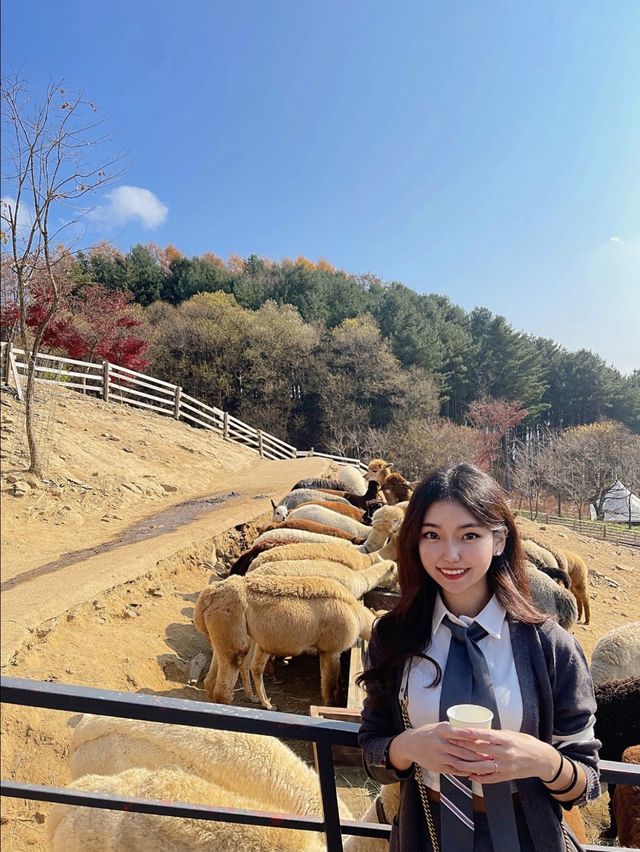 홍천 1박 2일 여행 ‘까미노데플로레스타‘&알파카월드&달구새끼