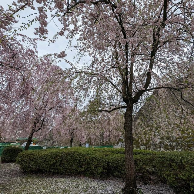 Sakura Serenade: Timeless Beauty in Morioka!