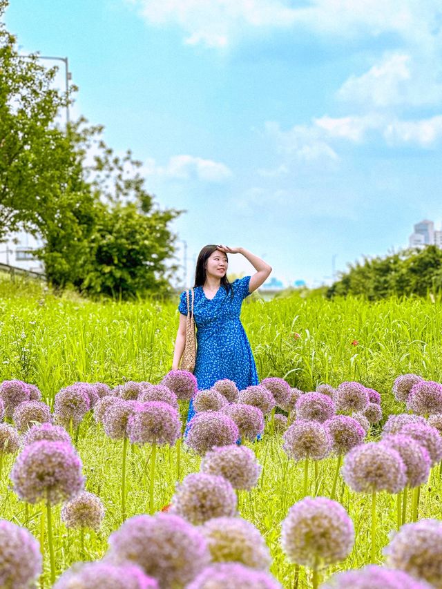 현시각 3가지 꽃을 한번에 볼 수 있는 명소💐