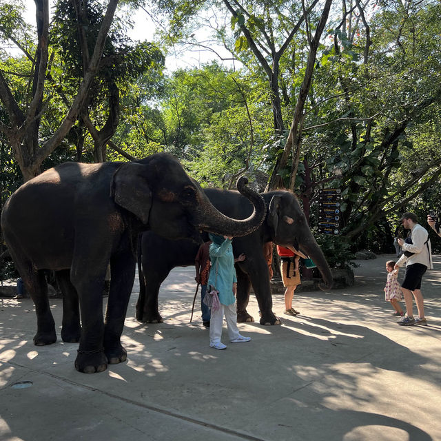 炎炎夏日🌞睇下動物🦓