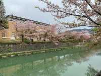 京都　京都観光　2023年平安神宮の桜！