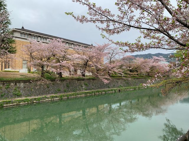 京都　京都観光　2023年平安神宮の桜！