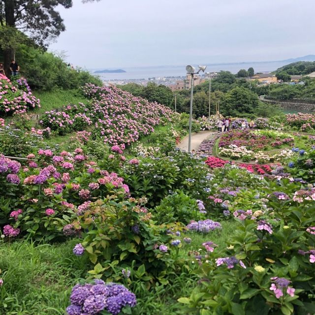 愛知県蒲郡市“あじさいの里”