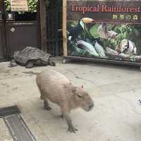 【動物全接觸】神戶動物王國🦚