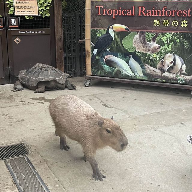 【動物全接觸】神戶動物王國🦚