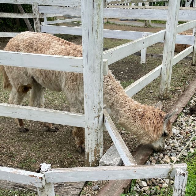 【動物全接觸】神戶動物王國🦚
