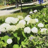 茶屋ヶ坂公園あじさい園 
