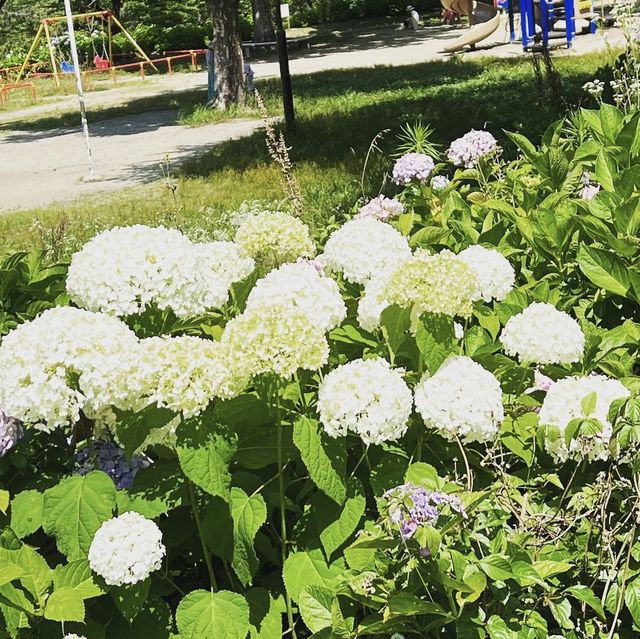 茶屋ヶ坂公園あじさい園 