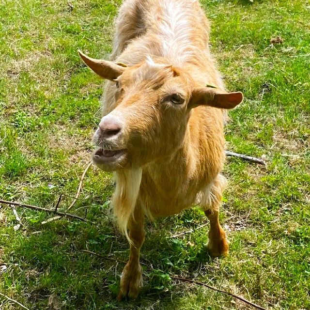 LOVELY ANIMAL FARM IN LONDON!