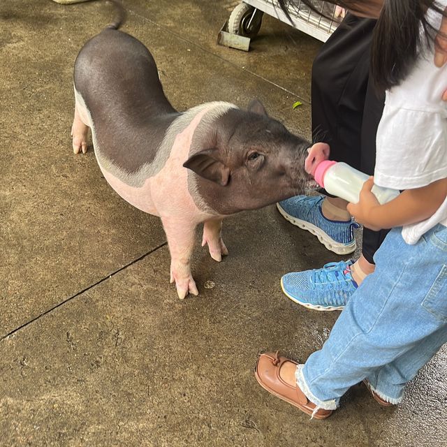 適合一家大細的深圳動物園