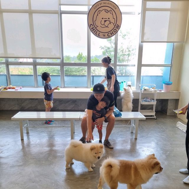 Just Chilling With Chow Chows 🐶