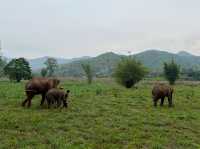 하룻동안 코끼리의 친구가 될 수 있는 치앙마이 Kerchor elephant eco park
