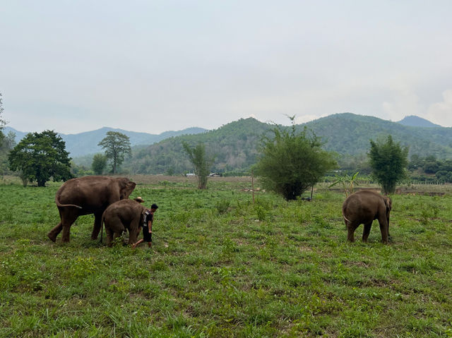 하룻동안 코끼리의 친구가 될 수 있는 치앙마이 Kerchor elephant eco park