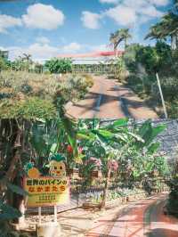 沖繩｜親子好去處 去逛逛超可愛的名護鳳梨公園🍍