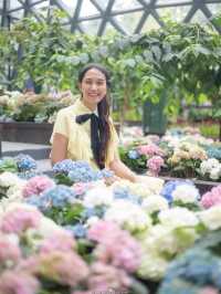 Miracle of Natural..ดอกทิวลิปบานที่ระยอง