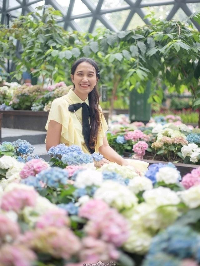 Miracle of Natural..ดอกทิวลิปบานที่ระยอง