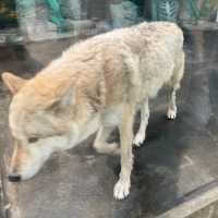 まるでサバンナ？天王寺動物園
