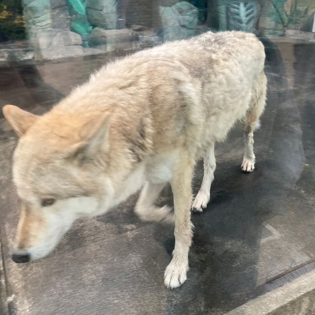まるでサバンナ？天王寺動物園