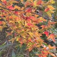 紅叶斜落我心寂寞時!