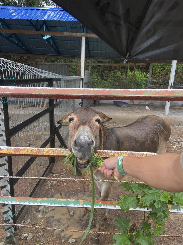 P.D. Ostrich Show Farm