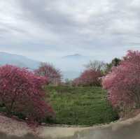 阿本農場櫻花祕境 - 南投水里賞櫻景點