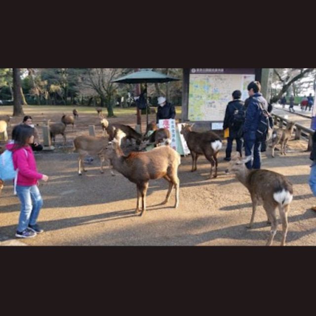 奈良公園