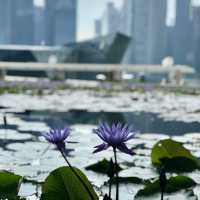 Capture a scene @ArtScience Museum, Singapore