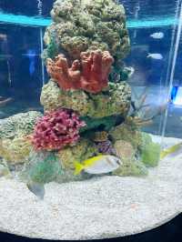Manila Ocean Park 菲律賓馬尼拉