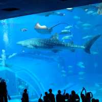 รีวิว - Okinawa Churaumi Aquarium @ญี่ปุ่น 🇯🇵