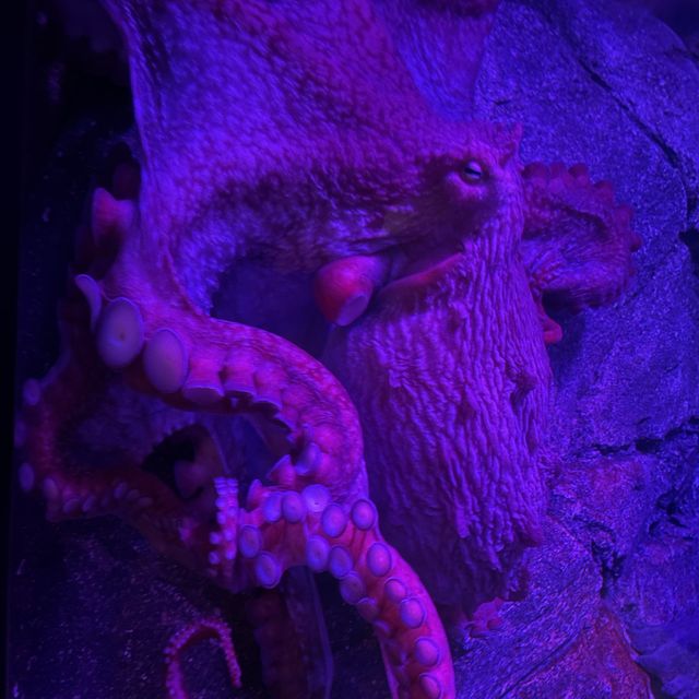 Busan SeaLife Aquarium - Awesome!