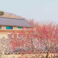🌸매화로 가득찬 봄의마을 [광양, 매화마을]🌸