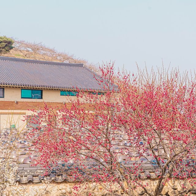 🌸매화로 가득찬 봄의마을 [광양, 매화마을]🌸