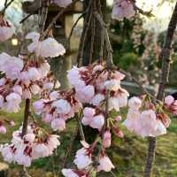 日本京都市清水寺 ～～淨化心靈同眼球