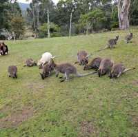 Wallaby ที่ไม่ใช่ จิ้งโจ้ Unseen Bruny Island
