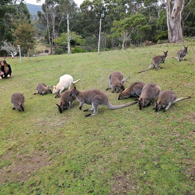 Wallaby ที่ไม่ใช่ จิ้งโจ้ Unseen Bruny Island