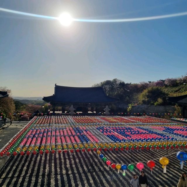 늦었다고 생각 할 때 가야하는 겹벚꽃 성지🌸🌸  [천안 각원사]