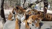 Everland Theme Park, Yongin