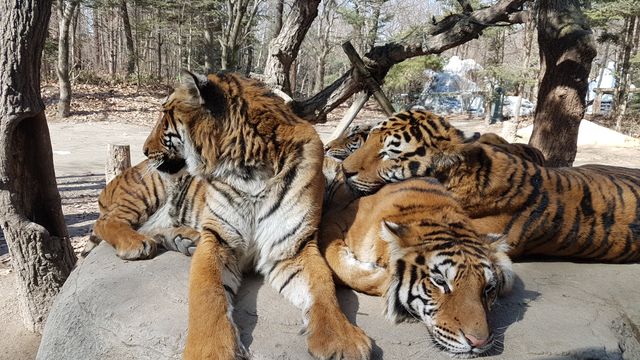 Everland Theme Park, Yongin