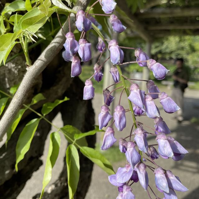 【神奈川県】横浜市　三溪園