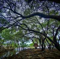 Bulasa Mangrove Resort in Argao