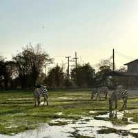 探索自然奇觀，曼谷北碧府野生動物園絕對不能錯過！