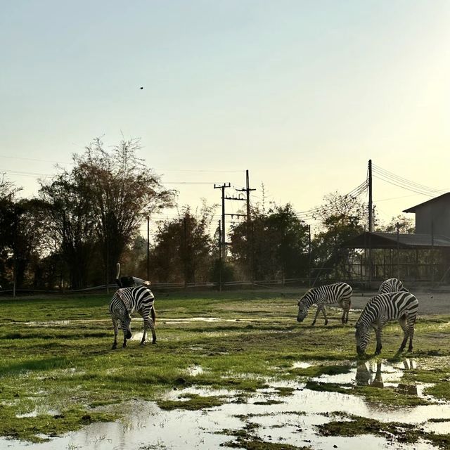 探索自然奇觀，曼谷北碧府野生動物園絕對不能錯過！