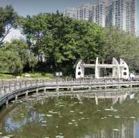 盛開的荷花🪷世界～洪湖公園