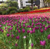 横浜公園のチューリップ祭り