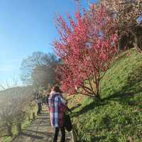 Plum tree garden in March 